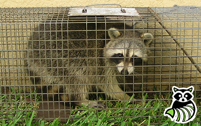 Bellflower trapping